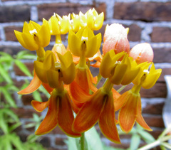 Asclepias curassavica