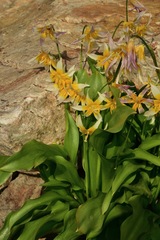 Erythronium pusaterii