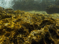 Coryphoblennius galerita