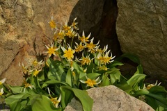 Erythronium pusaterii