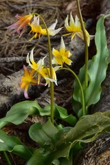 Erythronium pusaterii