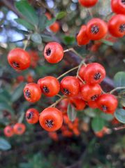 Pyracantha coccinea