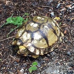 Terrapene carolina yucatana
