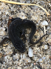 Pleurodelinae