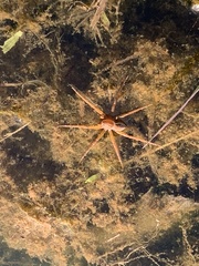 Dolomedes triton