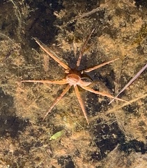 Dolomedes triton
