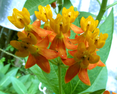 Asclepias curassavica