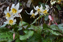 Erythronium shastense