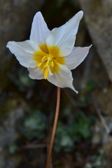 Erythronium shastense