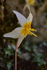 Erythronium shastense