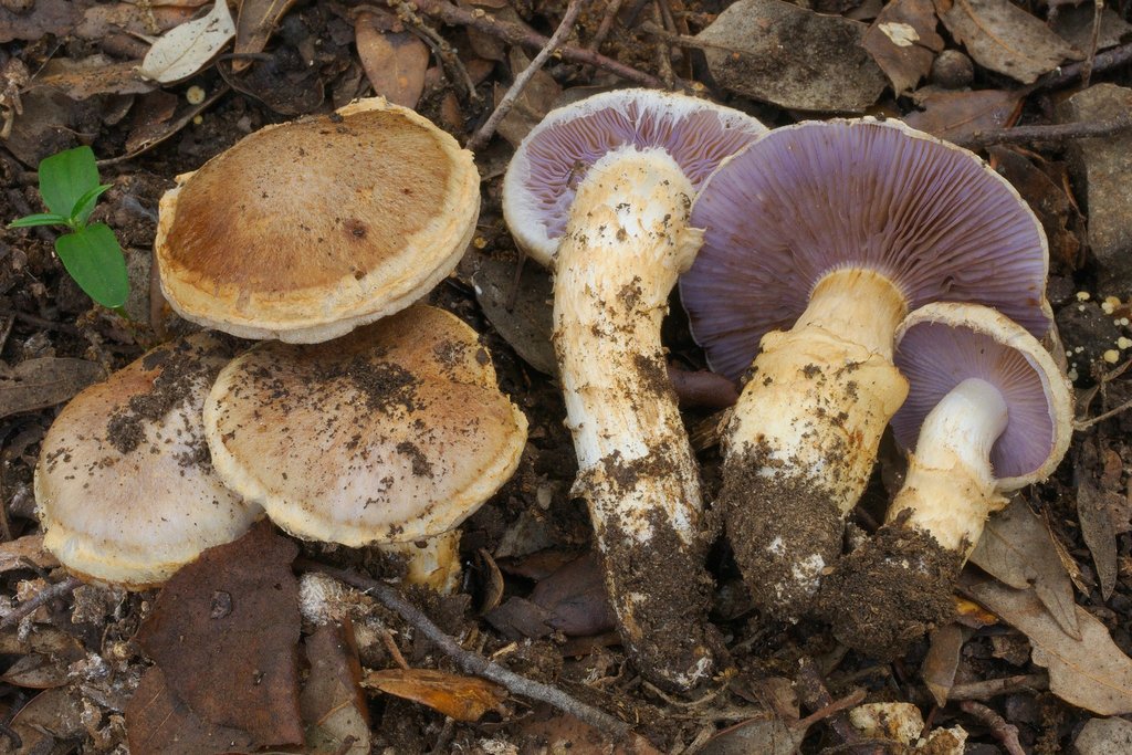Phlegmacium caligatum