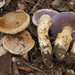 Cortinarius caligatus - Photo (c) Marco Floriani, some rights reserved (CC BY-NC), uploaded by Marco Floriani