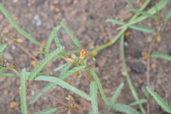 Corchorus asplenifolius