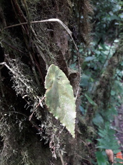 Gobenia