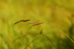 Carex scopulorum