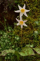 Erythronium shastense