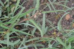 Corchorus asplenifolius