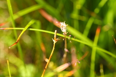 Carex nigricans
