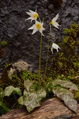 Erythronium shastense