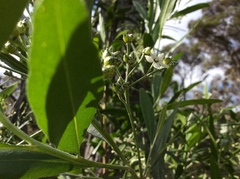 Rhadinothamnus anceps