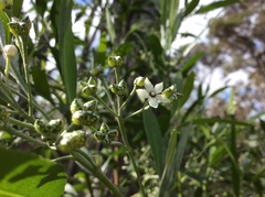 Rhadinothamnus anceps