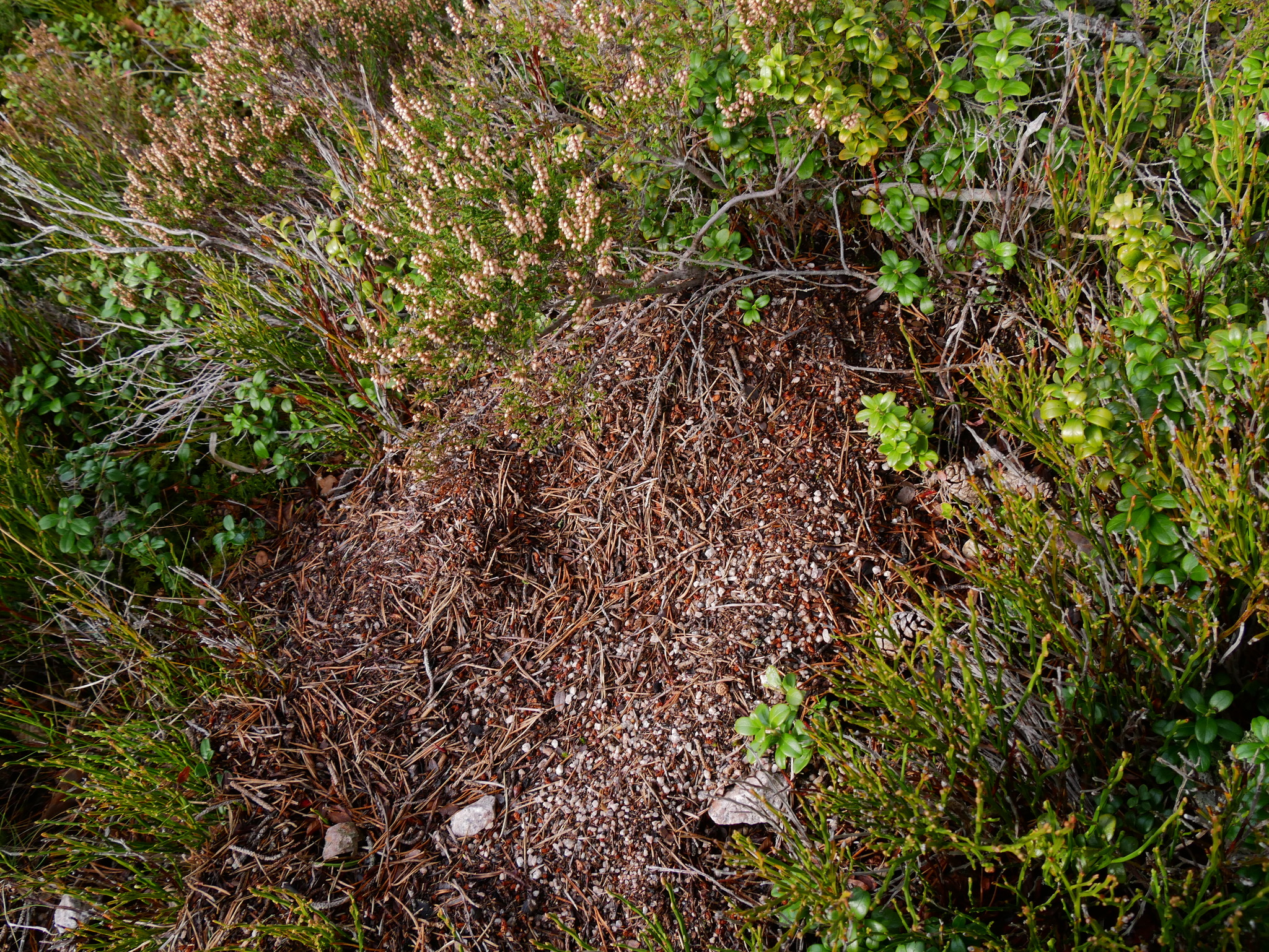 Formica aquilonia