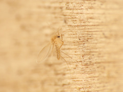 Phlebotominae