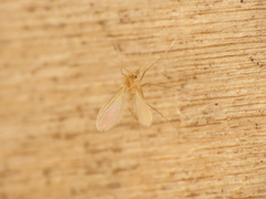 Phlebotominae