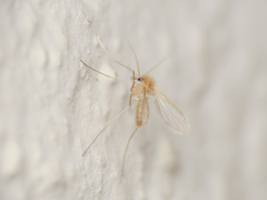 Phlebotominae