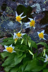 Erythronium taylorii