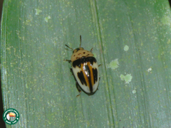 Mycotretus ornatus