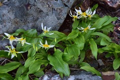 Erythronium taylorii