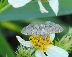 Pilocrocis ramentalis