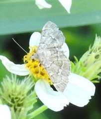 Pilocrocis ramentalis