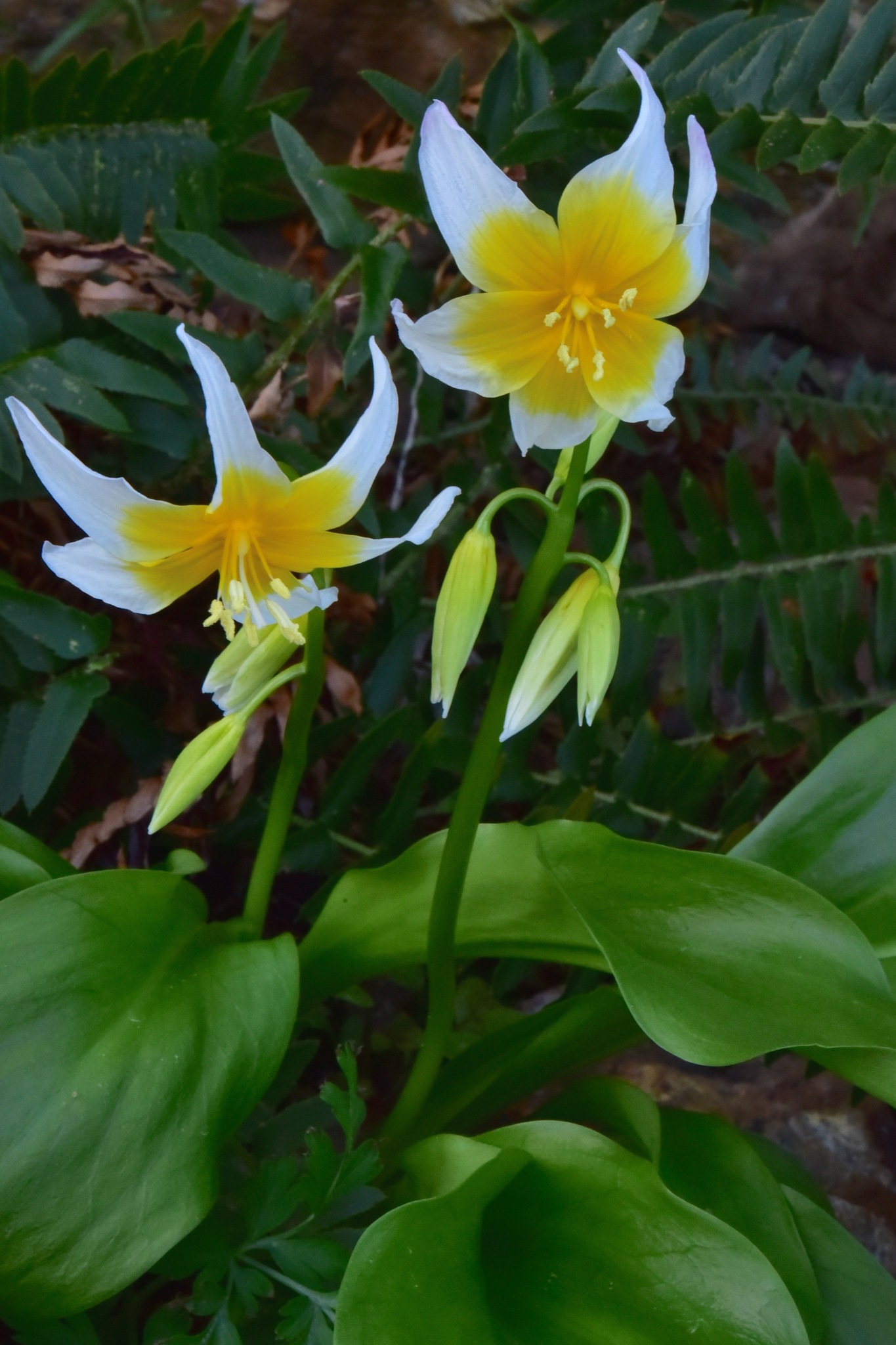 Erythronium taylorii