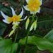 Erythronium taylorii - Photo (c) Jeff Bisbee, μερικά δικαιώματα διατηρούνται (CC BY-NC), uploaded by Jeff Bisbee