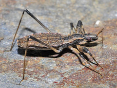 Oncocephalus acutangulus