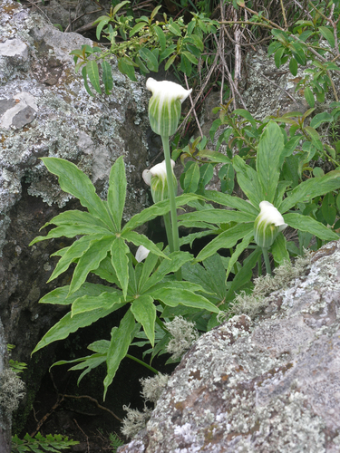 Arisaema enneaphyllum