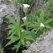 Arisaema enneaphyllum - Photo 由 Oleg Kosterin 所上傳的 (c) Oleg Kosterin，保留部份權利CC BY