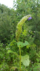 Stachytarpheta acuminata