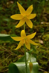 Erythronium tuolumnense