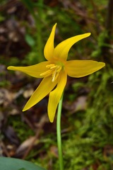 Erythronium tuolumnense