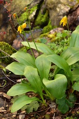 Erythronium tuolumnense