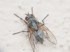 Helina impuncta