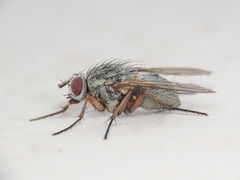 Helina impuncta