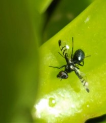 Rivellia syngenesiae