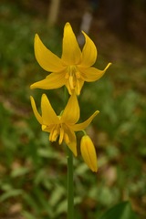 Erythronium tuolumnense