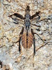 Oncocephalus gularis