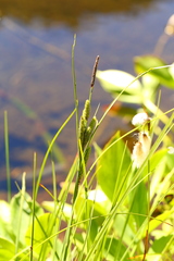 Carex lenticularis