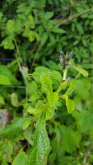 Stachytarpheta acuminata